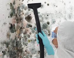 Best Mold Damage Restoration in Offutt Af, NE